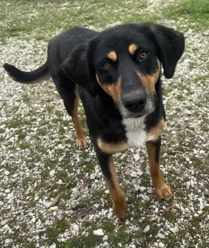 Orelle, geb. ca. 05 2024, lebt in GRIECHENLAND, auf einem Gelände Bild 8