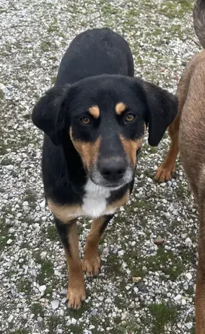 Orelle, geb. ca. 05 2024, lebt in GRIECHENLAND, auf einem Gelände Bild 5