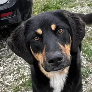 Letti, geb. ca. 05 2024, lebt in GRIECHENLAND, auf einem Gelände