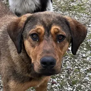 Valmira, geb. ca. 05 2024, lebt in GRIECHENLAND, auf einem Gelände, notdürftig versorgt