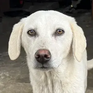 Nomi, geb. ca. 10 2024, lebt in GRIECHENLAND, auf einer privaten Pflegestelle 