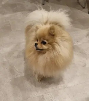 Pomeranian Hündin sucht