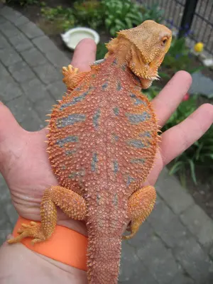 Bartagame Weibchen Orange Hypo Tiger - handzahm - ca. 190 Gramm 