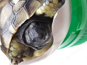 Griech. Landschildkröten   Testudo hermanni 