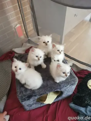 Heilige Birma Kitten 