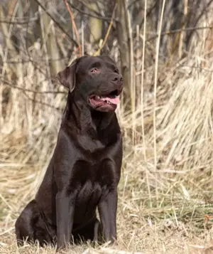 Schwarze  Labrador Welpen mit Ahnentafel Bild 6