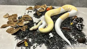 Königspython 1.0 Albino Piebald 