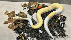 Königspython 1.0 Albino Piebald  Bild 3