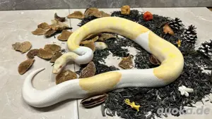 Königspython 1.0 Albino Piebald  Bild 2