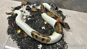 Königspython 0.1 Piebald 100% Het. Albino Bild 2