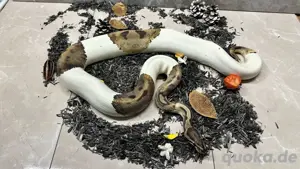 Königspython 0.1 Piebald 100% Het. Albino