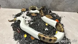 Königspython 0.1 Piebald 100% Het. Albino Bild 3
