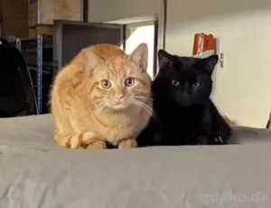 zwei schöne kater