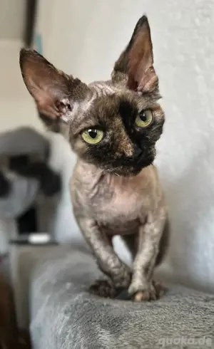 Devon Rex sucht liebevolles zuhause 