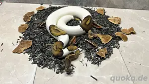 Königspython 0.1 Black Pastel Piebald