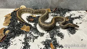 Königspython 1.0 Pinstripe Het. Axanthic TSK Het. Clown Het. Desert Ghost Bild 3