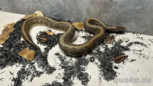 Königspython 1.0 Pinstripe Het. Axanthic TSK Het. Clown Het. Desert Ghost