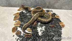 Königspython 1.0 Pinstripe Het. Axanthic TSK Het. Clown Het. Desert Ghost Bild 2