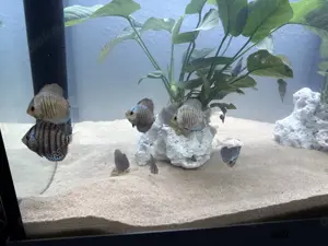 Diskus Fische 