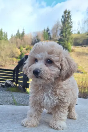 Maltipoo Welpen Stammbaum