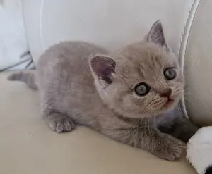 Reinrassige BKH Kitten lilac Mädchen Abgabebereit 