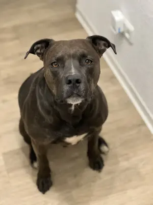 Boyka sucht DRINGEND ein Zuhause