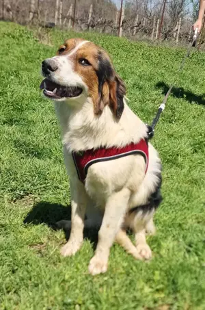 Australien Shepherd Mix Nuri 