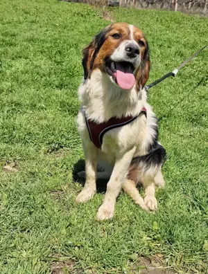 Australien Shepherd Mix Nuri 