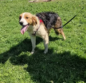 Loki sucht ein Zuhause 