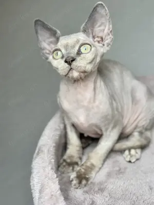  wunderschöne Devon Rex Kätzchen suchen ein Zuhause!