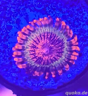 Zoanthus Speckled Krakatoa Korallen extrem selten Bild 2