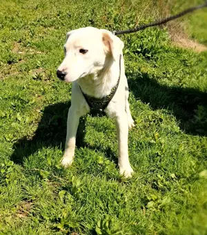 Labby Mix Danny sucht ein Zuhause 