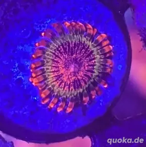 Zoanthus Speckled Krakatoa Korallen extrem selten