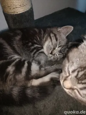 Bkh Perser Kitten 