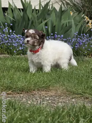 Chinese crested Powderpuff Hündin