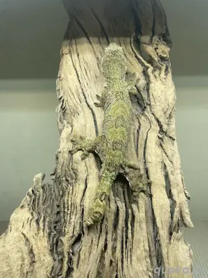 1.0 Pine island Chahoua | Mniarogekko chahoua 