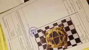 Landschildkröte   Testudo hermanni boettgeri Bild 7