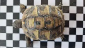 Landschildkröte   Testudo hermanni boettgeri Bild 10