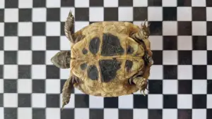 Landschildkröte   Testudo hermanni boettgeri Bild 9