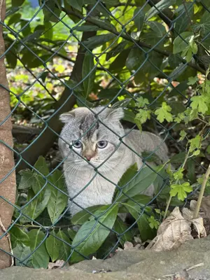 Deckkater sucht Freundin 
