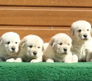 Golden Retriever welpen 