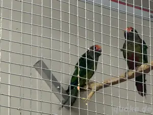 1,1 Zrf. Rotscheitelsittiche