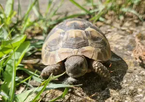 Landschildkröte   Testudo hermanni boettgeri Bild 5