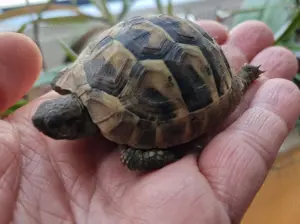 Landschildkröte   Testudo hermanni boettgeri Bild 6