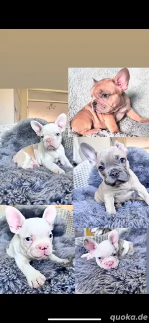 Französiche bulldogge welpen 
