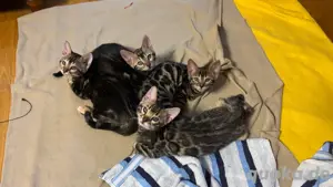 Wunderschöne reinrassige Bengalkitten suchen ein neues Zuhause! 