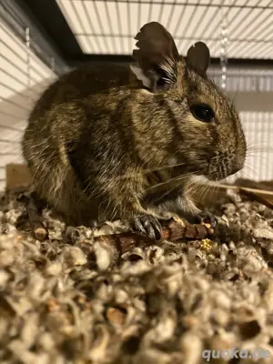 Degus 2männer