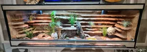 Leopardgecko's mit Terrarium 