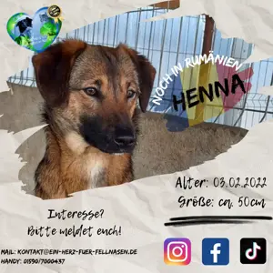 Henna sucht seit fast 3 Jahren ein Zuhause