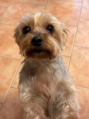 Elli - Hundeomi sucht Traumzuhause